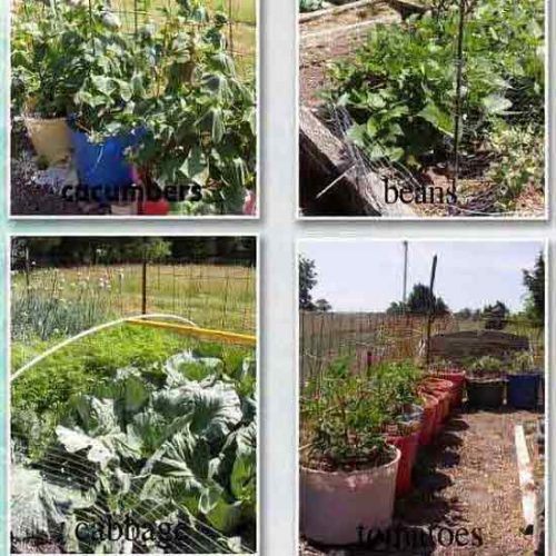 Harvest Time!